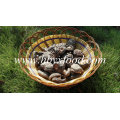 Tallo de legumbres secas cortadas secas, superficie lisa seta de shiitake marrón